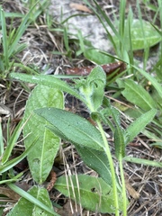 Rudbeckia hirta pulcherrima