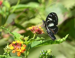 Heliconius atthis