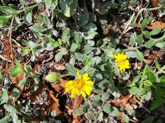 Heterotheca mucronata