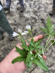 Cardamine maxima
