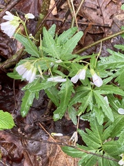 Cardamine maxima