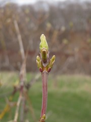 Acer negundo violaceum