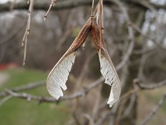 Acer negundo violaceum
