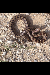 Lampropeltis calligaster