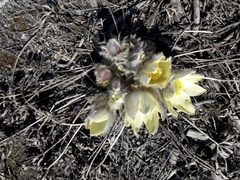 Pulsatilla patens