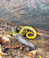 Pseudoeurycea lynchi