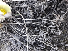 Pulsatilla patens