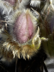 Pulsatilla patens