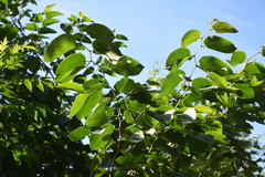 Celtis iguanaea