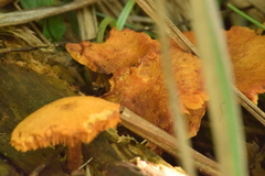 Gymnopilus purpureosquamulosus