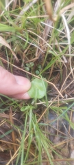 Parnassia glauca