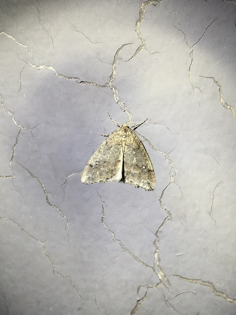 White-spotted Cankerworm Moth