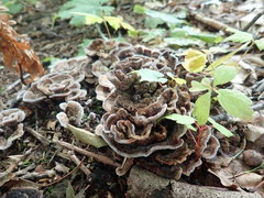 Thelephora americana