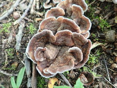 Thelephora americana