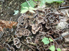 Thelephora americana