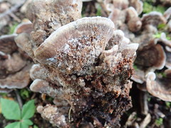 Thelephora americana