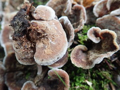 Thelephora americana