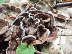 Thelephora americana