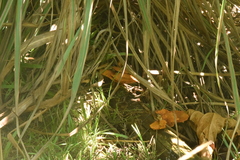 Gymnopilus purpureosquamulosus