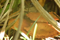 Gymnopilus purpureosquamulosus