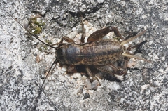 Gryllus assimilis