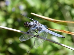 Libellula nodisticta