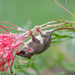Feather-tailed Gliders and Possums - Photo (c) James Bennett, some rights reserved (CC BY-NC), uploaded by James Bennett