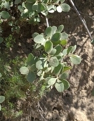 Lonicera subspicata denudata