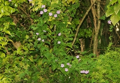 Maurandya scandens