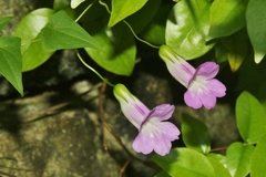 Maurandya scandens