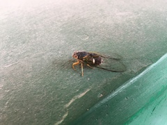 Chremistica maculata