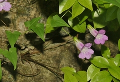 Maurandya scandens