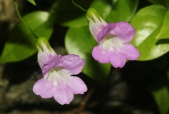 Maurandya scandens