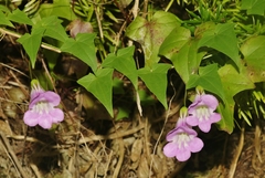 Maurandya scandens