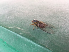 Chremistica maculata