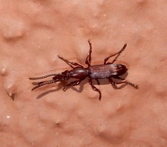 Amorphocephalina