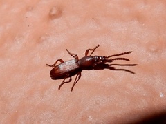Amorphocephalina