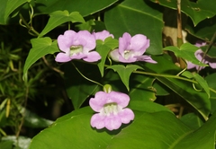 Maurandya scandens