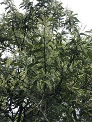 Itea parviflora
