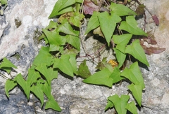 Maurandya scandens