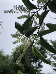 Itea parviflora