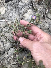 Spergularia macrotheca macrotheca