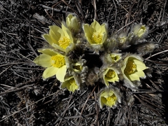 Pulsatilla patens