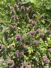 Lamium purpureum