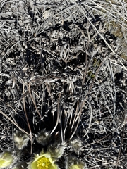 Pulsatilla patens