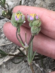 Spergularia macrotheca macrotheca