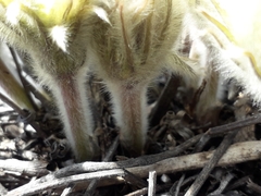 Pulsatilla patens