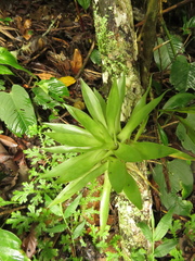 Tillandsia biflora
