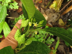 Solanum anceps