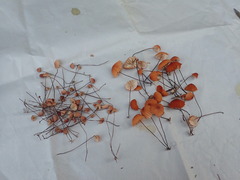 Marasmius pulcherripes